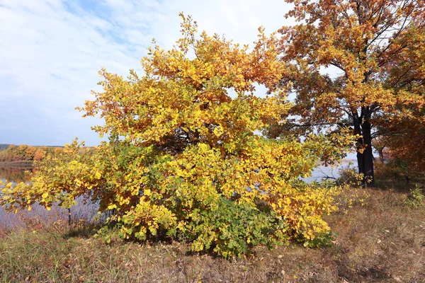 Φθινόπωρο Τοπίο Χρυσό Φθινόπωρο Στο Άλσος Βελανιδιάς Κοντά Στο Ποτάμι — Φωτογραφία Αρχείου