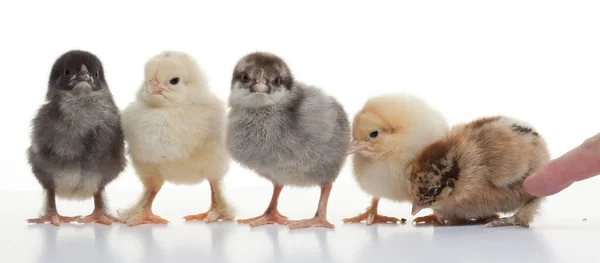 Крупным Планом Маленькие Пушистые Цыплята Светлом Фоне Студии — стоковое фото
