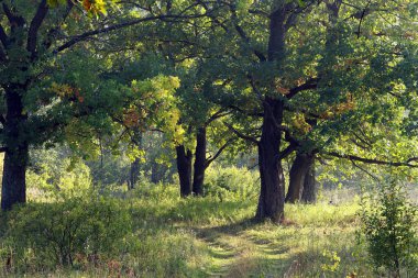 Sonbahar manzarası güneşli bir sabah meşe korusunda