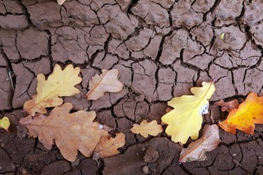 Çatlamış zemindeki sonbahar meşe yapraklarının yakın çekimi.