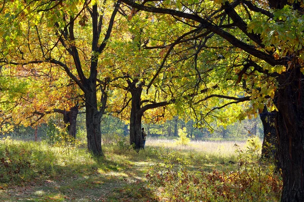 Jesienny Krajobraz Piękne Żółte Liście Drzewach Dębowym Gaju Słoneczny Dzień — Zdjęcie stockowe