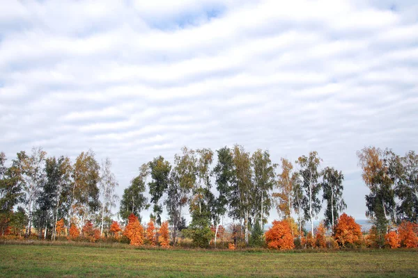 Paisaje Otoño Escénico Abedul Con Follaje Color Prado Hermosas Nubes —  Fotos de Stock