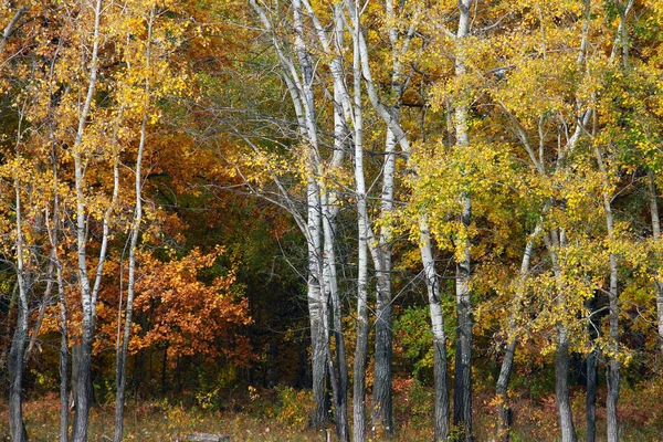 Outono Paisagem Com Árvores Coloridas Folhas Dia Nublado — Fotografia de Stock