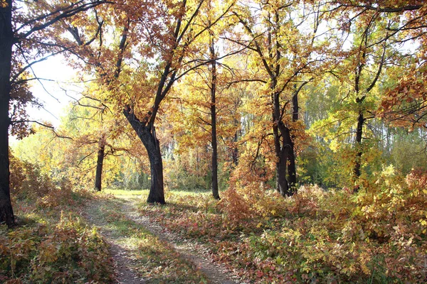 형형색색의 나무숲에 — 스톡 사진