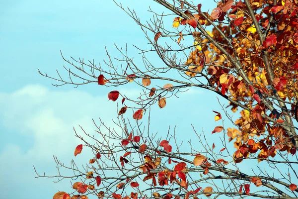 Красивий Осінній Пейзаж Осінній Ліс Барвистим Листям Теплий Сонячний День — стокове фото