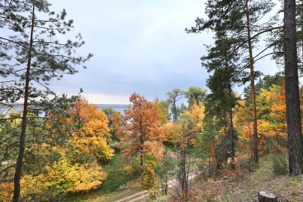 Passeggiata Paesaggio Autunnale Una Foresta Mista Una Giornata Nuvolosa — Foto Stock