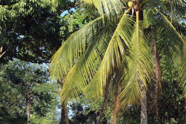 Güneşli bir günde, sahilde, dalları bükülmüş hurma ağaçları,