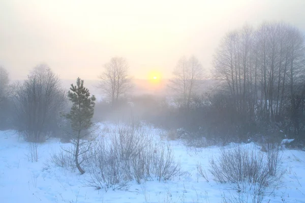 Vinter Landskap Dimmig Gryning Skogen Frostig Morgon — Stockfoto