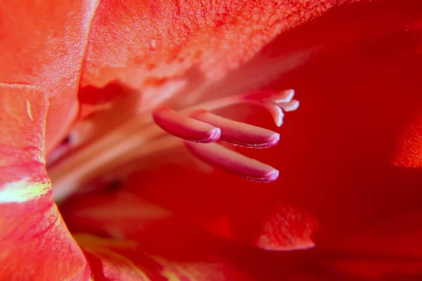 Textura Macro Flor Roja Brillante Luz Del Sol — Foto de Stock