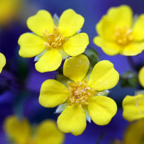 Macro Hermosas Flores Buttercup Amarillo Bosque Principios Primavera — Foto de Stock