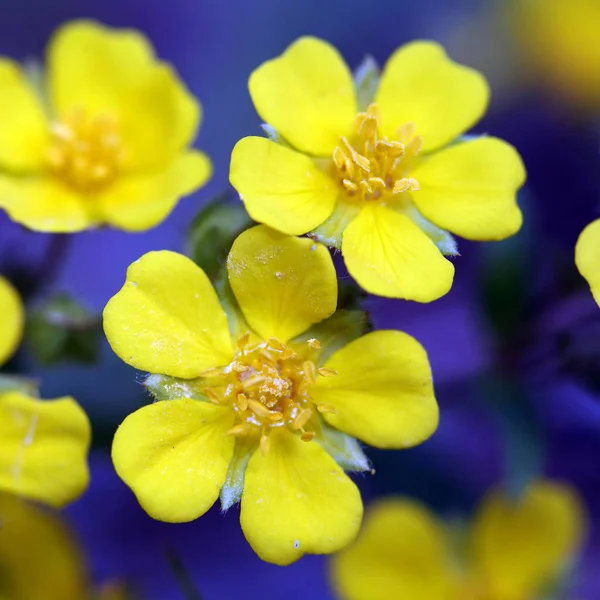 Macro Hermosas Flores Buttercup Amarillo Bosque Principios Primavera — Foto de Stock