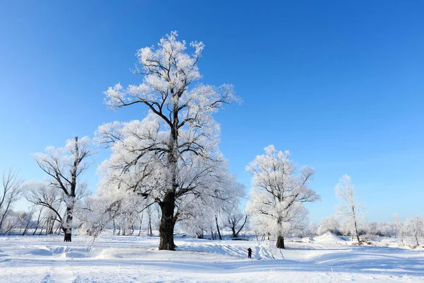 Winter Landschaft Frost Eichen Sonnigen Frostigen Morgen — Stockfoto