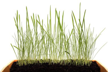 güzel bir genç yeşil çimenlerin üzerinde beyaz arka plan stüdyo yakın çekim