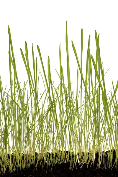 Zbliżenie Piękna Młoda Trawa Zielony Białym Tle Studio — Zdjęcie stockowe