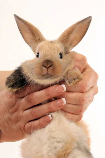 Close Easter Bunny White Background Studio — Stock Photo, Image