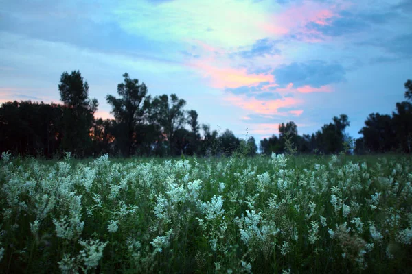 Paisagem Verão Pôr Sol Rosa Sobre Prado Com Flores Selvagens — Fotografia de Stock