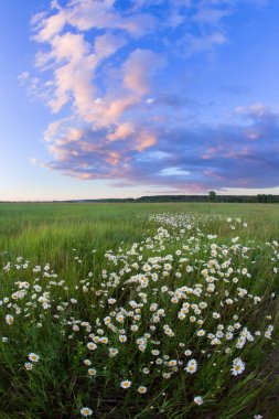 Papatya tarlasında gün batımı ve mavi gökyüzünde güzel bulutlar.