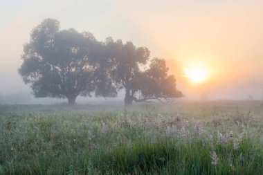 Yaz manzarası, şafak vakti nehrin yanındaki meşe korusunda yoğun sis.