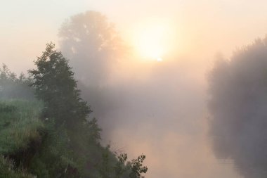 Yaz manzarası, şafak vakti nehrin yanındaki meşe korusunda yoğun sis.