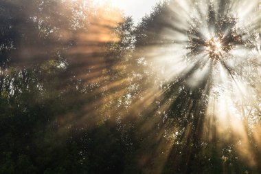 Yaz manzarası, şafak vakti nehrin yanındaki meşe korusunda yoğun sis. 