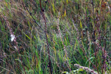 Kuru çimenler üzerinde izole edilmiş örümcek ağı. Sonbahar sabahı sisli.