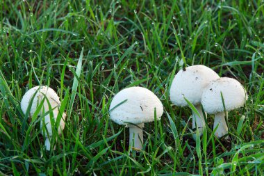 Sonbahar sabahının erken saatlerinde çiğ taneleriyle kaplanmış yeşil çimlerde mantarların yakın çekimi.