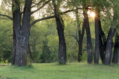 Ormanda güzel bir günbatımının sonbahar manzarası. Güneş ışınları yaprakların arasından yol alır.