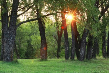 Ormanda güzel bir günbatımının sonbahar manzarası. Güneş ışınları yaprakların arasından yol alır.