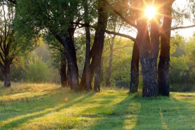 Ormanda güzel bir günbatımının sonbahar manzarası. Güneş ışınları yaprakların arasından yol alır.