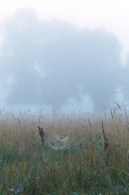 Kuru çimenlerin üzerindeki örümcek ağı. Sonbahar sabahı sisli.