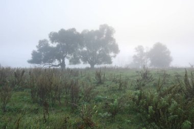 Sonbahar manzarası gizemli sisli bir sabah Şafak vakti nehir kenarındaki bir tarlada