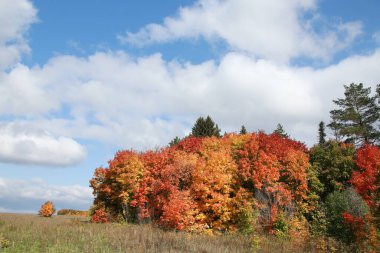 Yaprak döken ormanın sonbahar manzarası güneşli bir günde renkli yapraklarla 