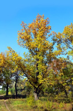 Sonbahar manzarası güneşli bir günde meşe korusundaki ağaçların üzerinde güzel sarı yapraklar.