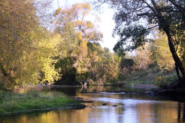Sonbahar manzarası aynaya benzeyen nehir yüzeyi ve güneşli bir günde kıyıdaki sararmış ağaçlar.