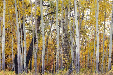 Ormandaki sonbahar manzara ağaçları Sararmış yapraklar bulutlu bir gün