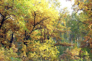 Ormandaki sonbahar manzara ağaçları Sararmış yapraklar bulutlu bir gün