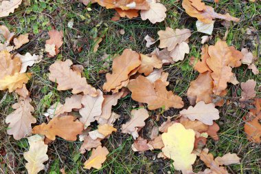 Ormanda düşen meşe yapraklarının yakın planında sararmış sonbahar günü