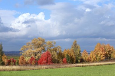 Resmedilmeye değer sonbahar manzarası mavi gökyüzünde güzel beyaz bulutlar ve güneşli bir günde yaprakları renkli ağaçlar.