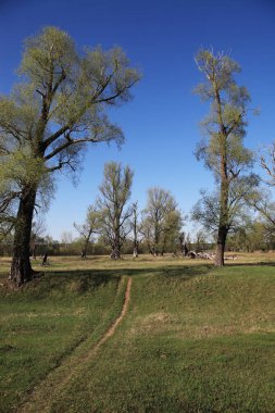 bahar manzara Oaks'da yeşil sis genç yapraklar güneşli bir nehir kıyısında
