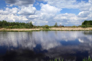 Pürüzsüz bir yüzeyi olan sakin bir nehir ve güneşli bir günde yeşil sisli genç yapraklar içinde ağaçlar. 