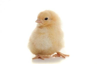 Hafif bir arka plan stüdyosunda küçük tüylü bir tavuk.