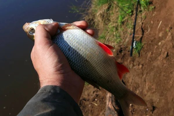 Close Freshly Caught Chub Fisherman Hand Spring — Stock Photo, Image