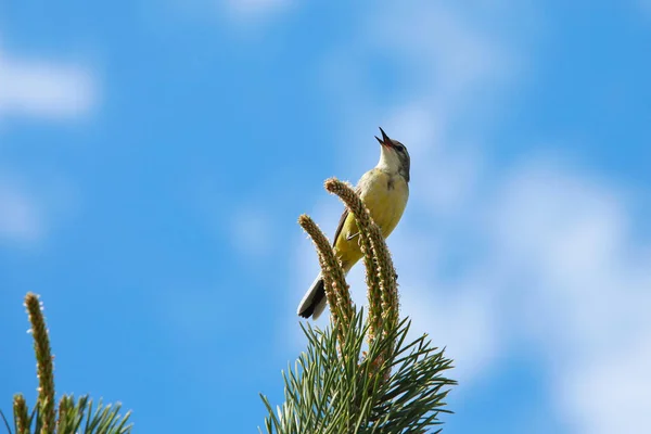 Bahar Manzara Songbird Sarıasma Mavi Gökyüzüne Karşı Bir Çam Dalı — Stok fotoğraf