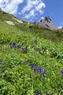 güneşli bir günde Batı Sayan dağlarında yaz manzara mavi çiçekler aquilegia