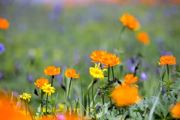 Makro Orangefarbener Globenblume Fuße Des Ergaki Western Sayan Einem Sonnigen — Stockfoto