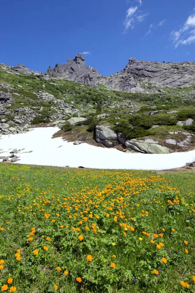 Close Orange Globe Flower Foot Ergaki Western Sayan Sunny Summer — Stock Photo, Image