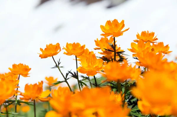 Makro Orangefarbener Globenblume Fuße Des Ergaki Western Sayan Einem Sonnigen — Stockfoto