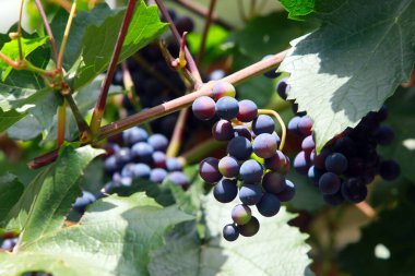 Güneşli bir yaz gününde, bahçedeki bir dalda kırmızı üzümler.