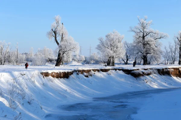 Winter Landscape Sunny Frosty Morning River Blue Sky Trees Hoarfrost — Stock Photo, Image