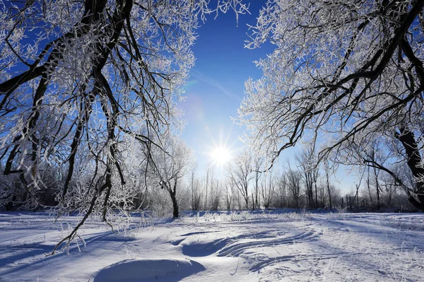 Зимовий Пейзаж Морозних Дубів Сонячно Морозний Ранок — стокове фото